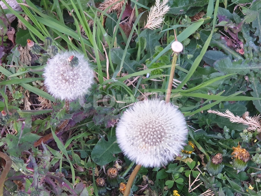 꽃,한송이,하나,흰색,자연