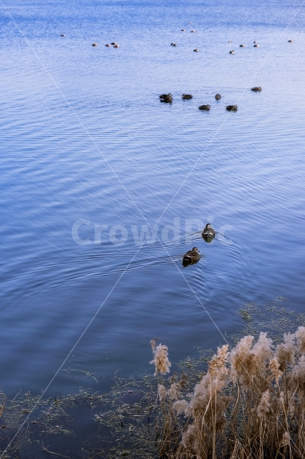 자연,환경,새,풍경,공간,동물,animal,조류,새,birds