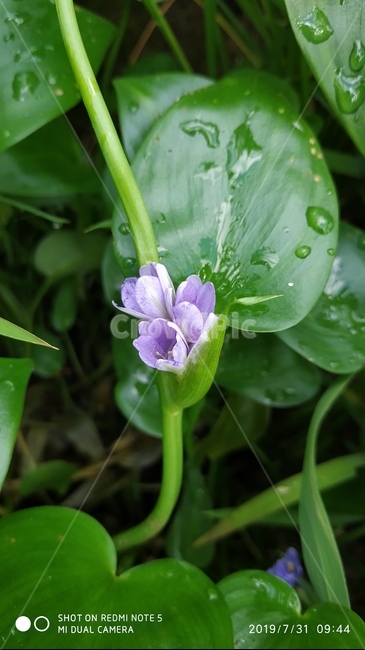 물옥잠,여름꽃,물꽃,plant,식물,flower,꽃,blossom,iris