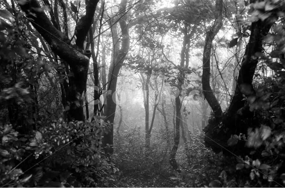 숲,나무,제주,안개,비,자연,풍경,nature,landscape,식물,plants,나무,trees,wood,흑백,모노톤,monochrome,black and white,vegetation,초목,plant,tree,woodland,삼림지,forest,outdoors,옥외,land,땅,rainforest,열대 우림