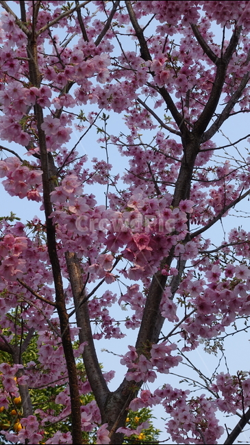 pink,벚나무,나무,꽃나무,꽃송이,blossom,flower,cherryblossom,sakura