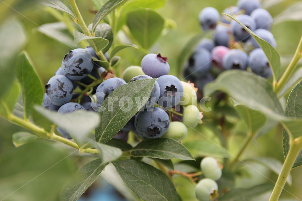 Fruit,blueberry,fruit,super food,Blueberries,blueberry fruit,food