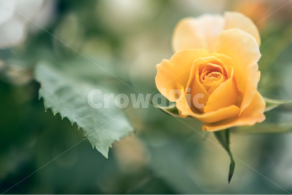 장미,공원,산책,봄,꽃,flower,플라워,자연,5월,rose,로즈,식물,자연,plants,nature,꽃,flower,감성,sensible,feeling,색깔,색상,색채,색감,color sense,color sensitivity,feeling of color