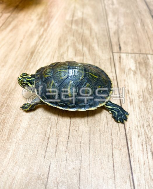 거북이,페닌슐라쿠터,반수생거북이,애완거북이,쿠터거북이