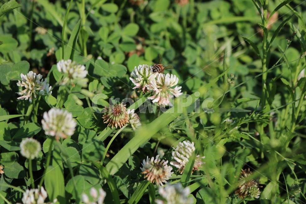 꽃,식물,벌,곤충,토끼풀꽃,초록,흰색,노랑,flower,plants,bee,insect,rabbitgrassflower,green,white,yellow,hana,shokubutsu,hachi,konchuu,usagikusabana,midori,shiro,kiiro,자연,nature,식물,자연,plants,nature,동물,animal,곤충,벌레,insect,bug