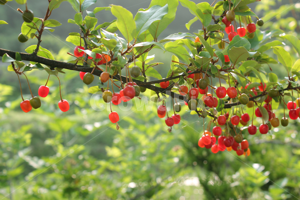 branch,bush,cherry,closeup,열매,과일,식물,나무,정원,그린,녹색,잎,나뭇잎,잎사귀,자연,elaeagnus,elaeagnusumbellata,fresh,fruit,fruits,garden,green,leaf,natural,nature,oleaster,oliveberries,plant,ripe,가지,나뭇가지,보리수,보리수나무,잘익은,익은,shrub,tree,umbellata,레드,빨강,빨강색,red,식물,자연,plants,nature,과일,열매,fruit