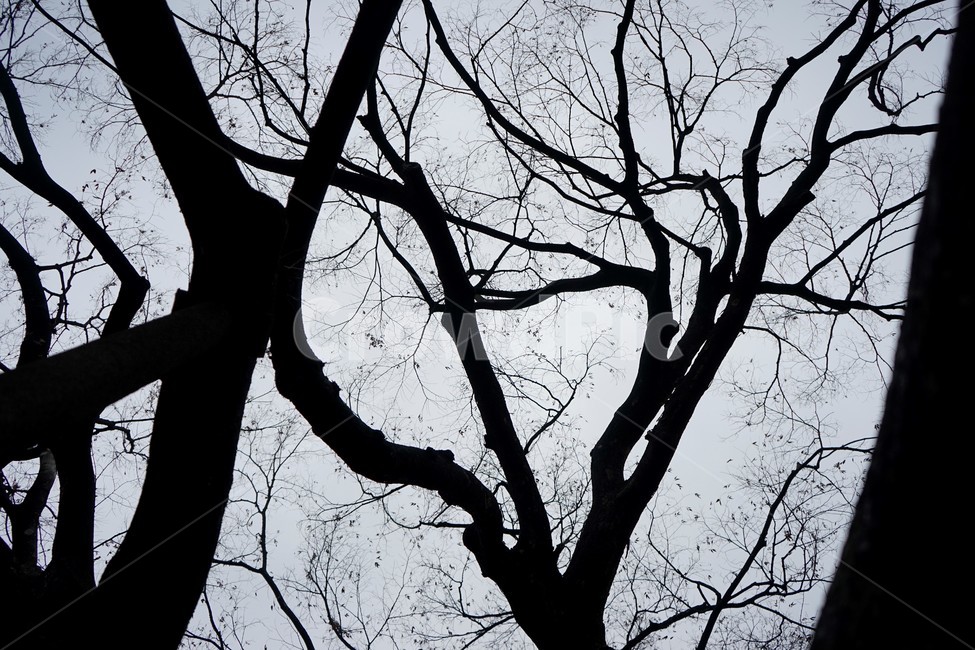 느티나무,고목,실루엣,나무,tree,하늘배경,겨울,가지,자연,하늘,식물,마른잎,숲,분위기,감성,겨울나무,쓸쓸함,외로움,고요,나뭇가지,계절,풍경