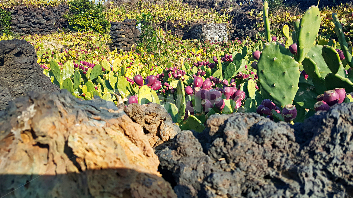 제주,선인장군락지,선인장,백련초,돌담,마을,plant,식물,자연,옥외,outdoors