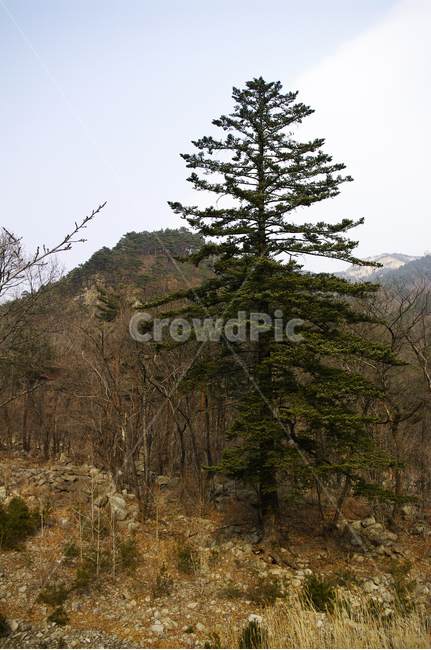 설악산,산,풍경,자연,나무,plant,tree