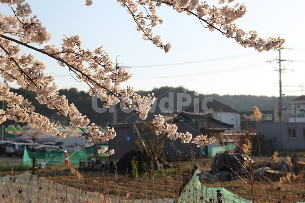 벚꽃,봄,강릉,꽃,경포대,나무,하늘,봄,계절,spring,season,식물,자연,plants,nature,꽃,flower,plant,blossom,cherry blossom