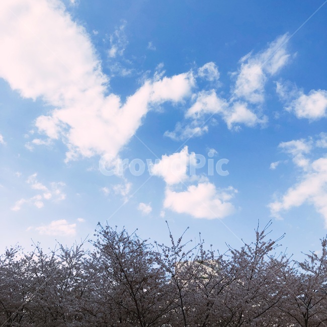 하늘,구름,벚꽃,봄,자유,자연,풍경,nature,landscape,outdoors,옥외,azure sky,푸른 하늘,sky