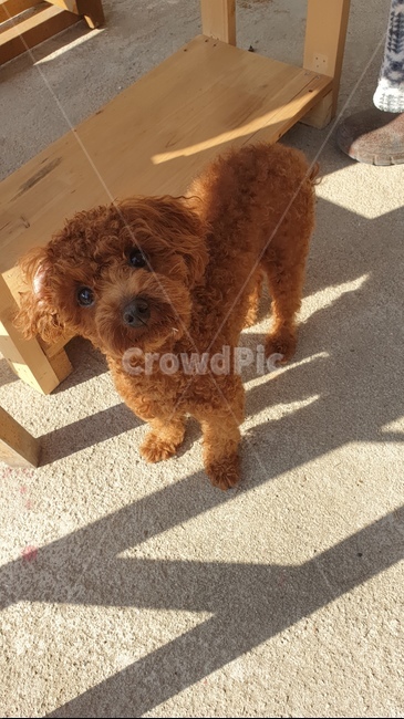 강아지,애견,개,반려견,야외,동물,animal,포유류,mammal,개,강아지,dog,doggy