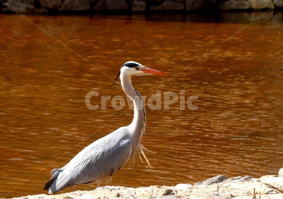 학,조류,새,bird,왜가리,동물,animal,조류,새,birds