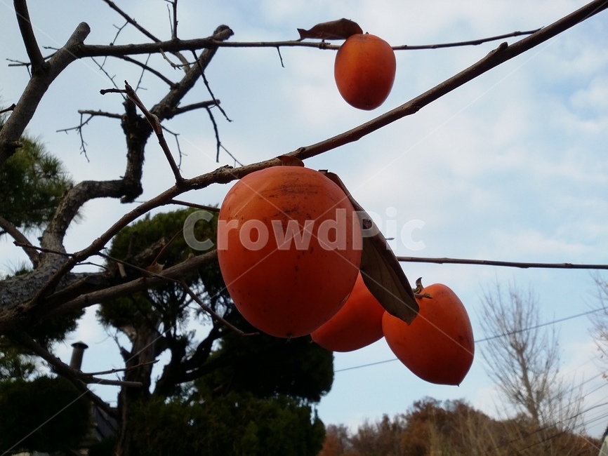 plant,식물,food,음식,fruit,과일,감