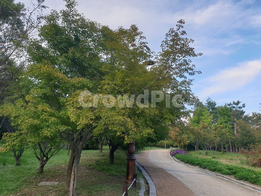 자연,나무,길,식물,하늘,구름,맑음,날씨,조화,road,plants,tree,sky,자연,풍경,nature,landscape,plant,tree trunk,나무 줄기