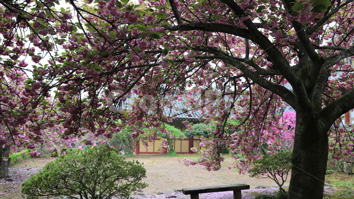 선암사겹벚꽃,분홍꽃,자연,식물,꽃,풍경,의자,경치,화사함,절,bench,나무의자,핑크,왕벚꽃,봄,계절,한국