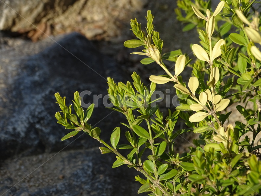화단,식물,마당,운동장,풀,식물,자연,plants,nature