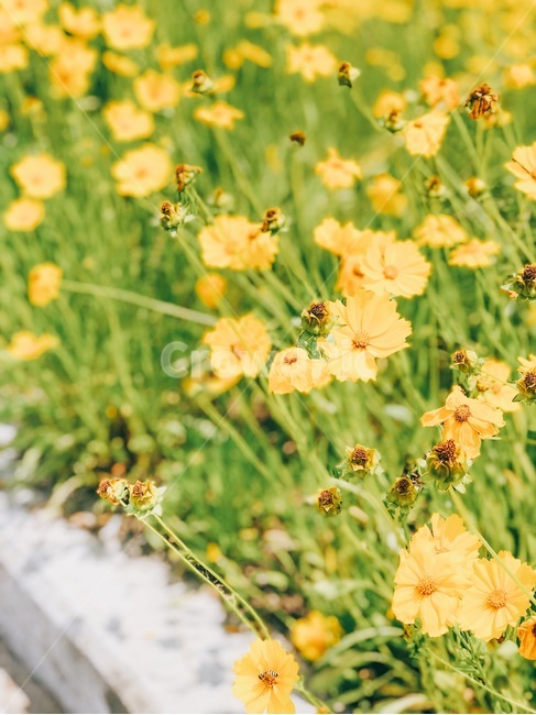 꽃,금계국,여름,햇살,자연,식물,자연,plants,nature,꽃,flower