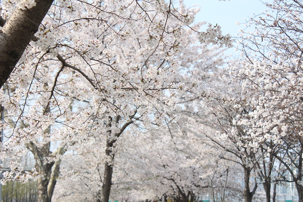 벚꽃,봄풍경,꽃,사쿠라,풍경,봄,봄,계절,spring,season,식물,자연,plants,nature,꽃,flower,건축물,건물외관,exterior,building,structure,architecture,construction,plant,blossom