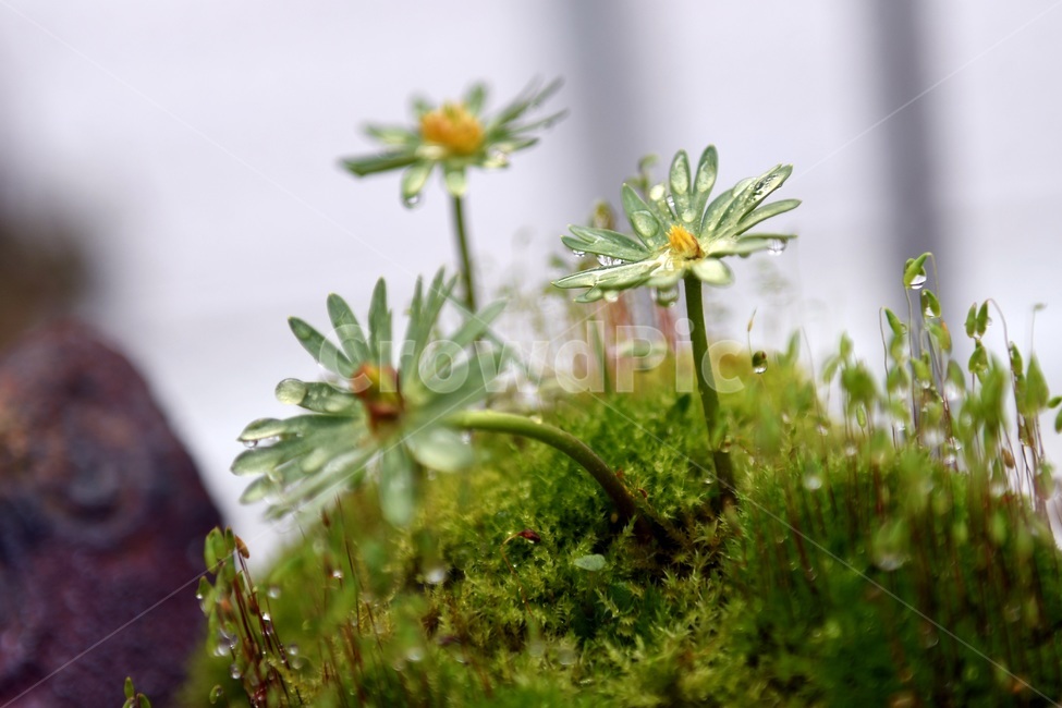 식물,꽃,감성사진,자연,flower,꽃사진,봄,봄꽃,계절,빗방울,비,감성,4월,spring,힐링,자연풍경,풍경,봄,계절,spring,season,식물,자연,plants,nature,꽃,flower,plant,moss,이끼