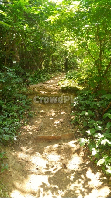 자연,나무,오솔길,산,풀,nature,trail,path,mountain
