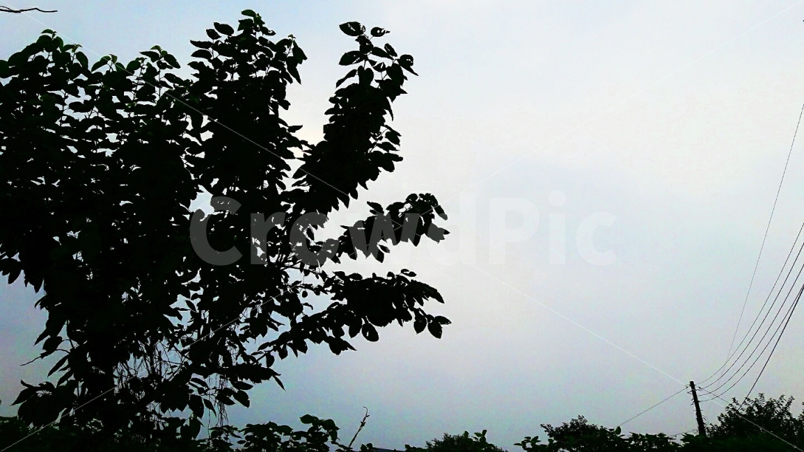하늘,선,나무,파스텔,일상,자연,풍경,nature,landscape,실루엣,그림자,silhouette,shadow