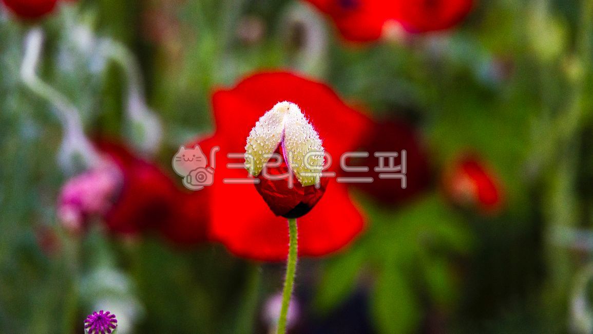poppy flower,poppyflower,shape,pattern