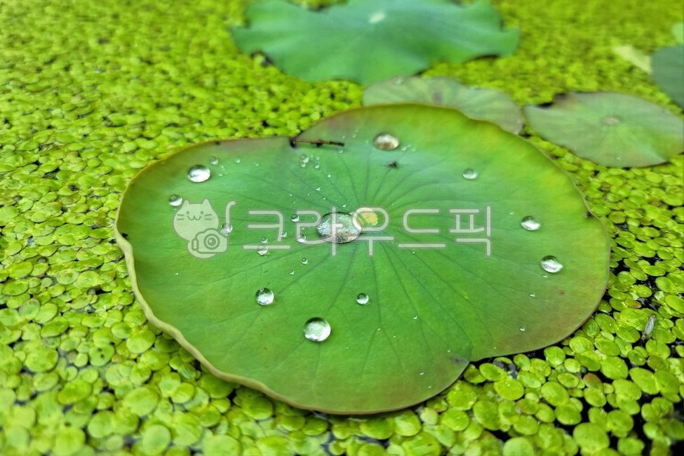 개구리밥,부평초,여러해살이풀,천남성과,녹빈,창빈