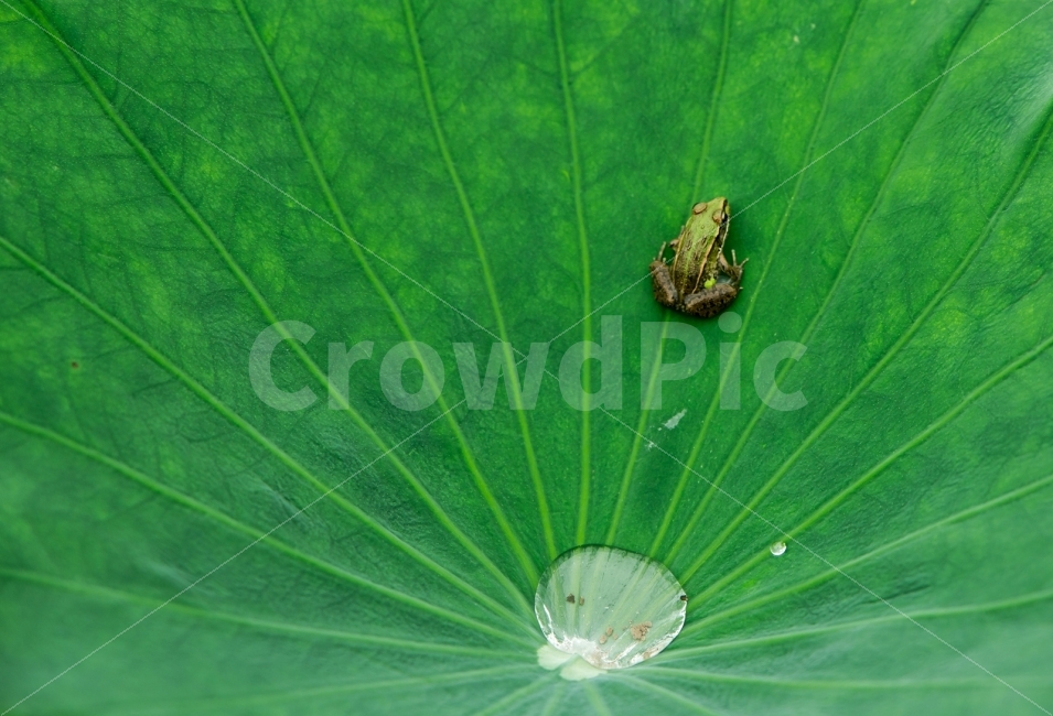 청개구리,연잎,연잎청개구리,봄,여름,사진,동물,animal,파충류,양서류,reptile,amphibian