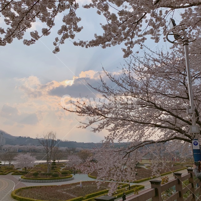 벚꽃,꽃,flower,plant,봄,분홍,핑크,자연,sky,beautyinnature,nature,day,outdoor,southkorea,photo,봄,계절,spring,season