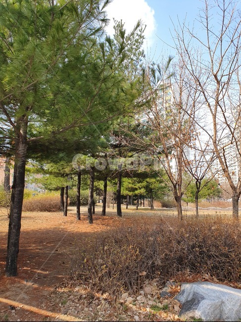 공원,소나무,맑음,그림자,길