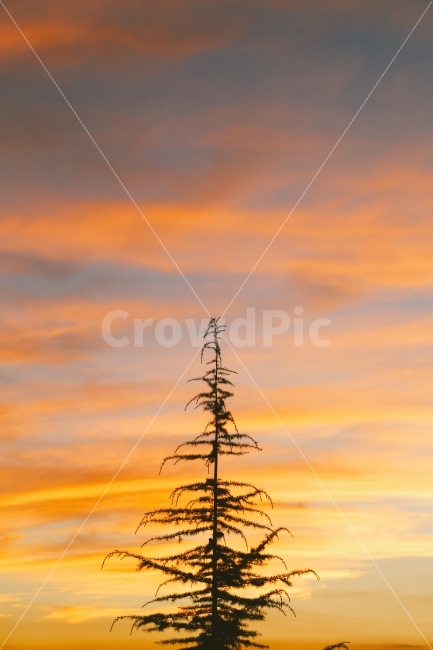 노을,석양,풍경,자연,감성사진,sunset,landscape,nature,식물,자연,plants,nature,실루엣,그림자,silhouette,shadow,색깔,색상,색채,색감,color sense,color sensitivity,feeling of color