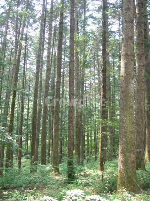 나무,숲,자연,휴식,힐링,초록,tree,forest,nature,rest,healing,green