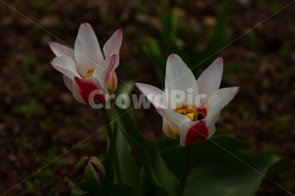 튤립,꽃,야생화,식물,자연,식물,자연,plants,nature,꽃,flower