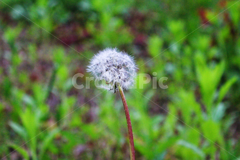 plant,식물,flower,꽃,blossom,민들레,민들레씨,가을,봄