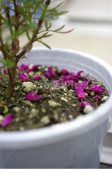 꽃,flower,꽃잎,낙화,계절,봄,spring,식물,plant,자연,nature,꽃,flower,실내용화초,화분,화초,house plant