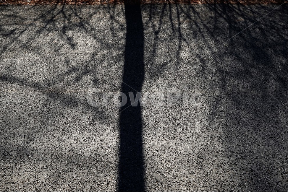 겨울,나무,그림자,역광,아스팔트,쓸쓸함,lonely,solitary,lonesome,melancholy,asphalt,winter,shadow,dark,어두움