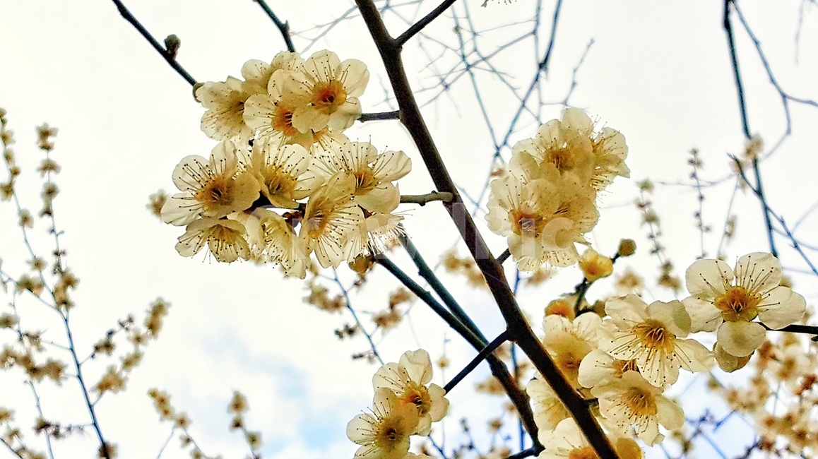 꽃,봄,벚꽃,식물,자연,spring,season,plants,nature,flower,feeling,sensible,나무,색상,색감,하늘