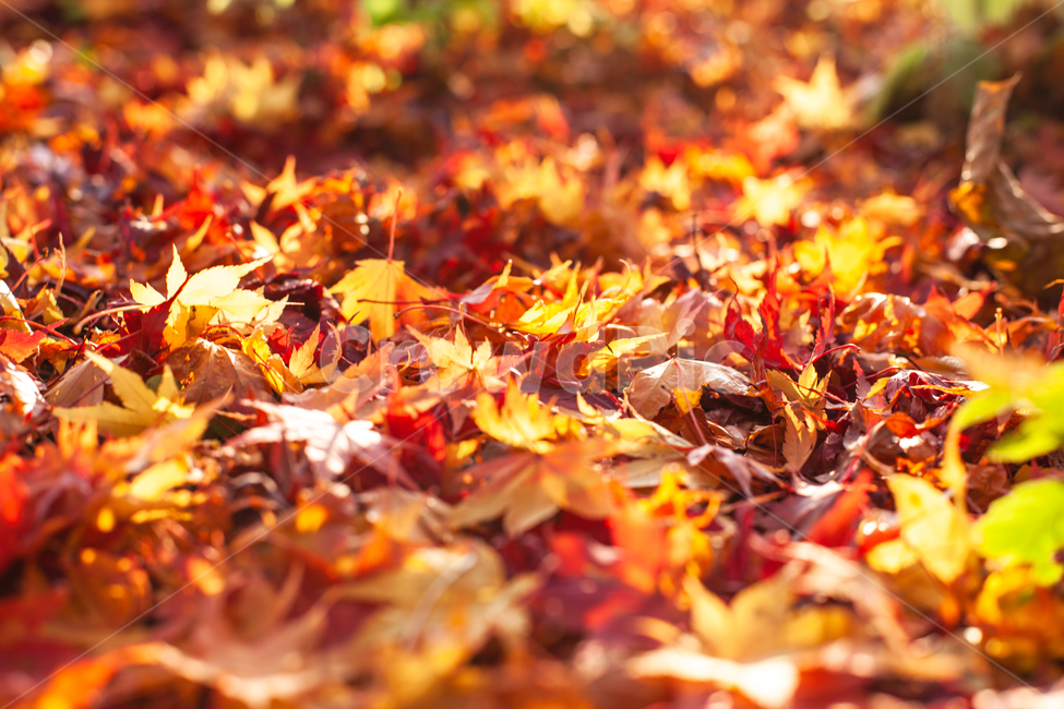 가을,단풍,단풍나무,단풍잎,나무,나뭇잎,가을,계절,fall,autumn,season,plant,식물,leaf,잎,tree