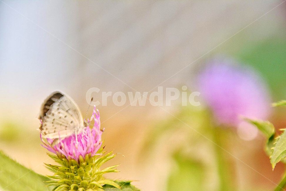 나비,butterfly,꽃에앉은나비,보라색꽃,꽃과나비,식물,자연,plants,nature,꽃,flower,동물,animal,곤충,벌레,insect,bug
