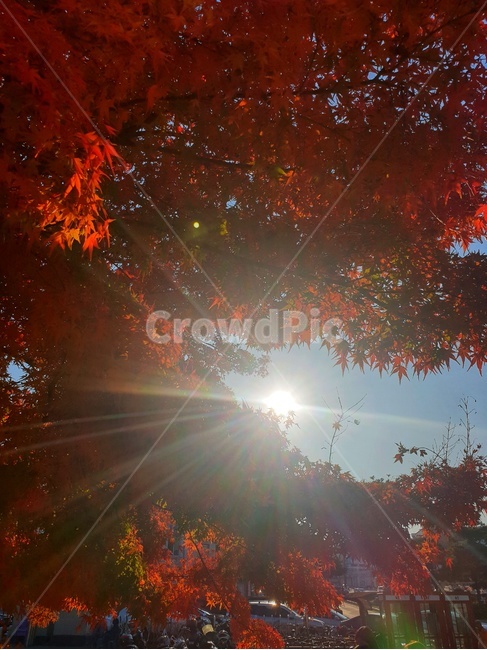 light,빛,flare,플레어,leaf,잎,plant,식물,가을,계절,fall,autumn,season