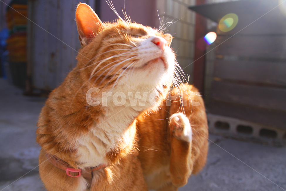 고양이,cat,냥냥이,반려묘,치즈고양이,포즈,동물,animal,포유류,mammal,고양이,cat,kitten,kitty