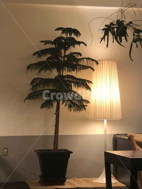 나무,화분,조명,공간,인테리어,카페,감성,빛,아늑한,따뜻한,cafe,interior,warm,식물,자연,plants,nature,실내용화초,화분,화초,house plant,인테리어,실내디자인,interior design
