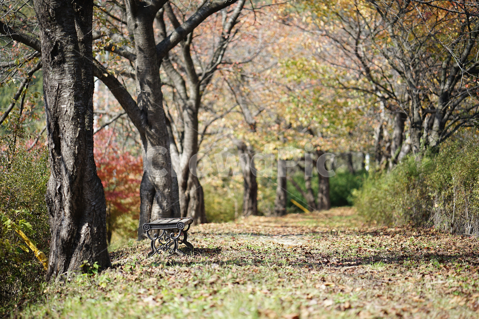 낙엽길,가을,벤치,산책로,감성,fall,bench,기다림,사색,휴식,배경,바탕,긴의자,낙엽,의자