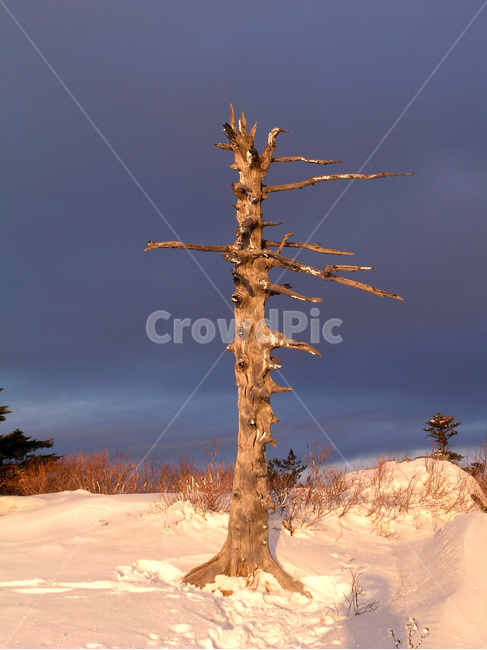 고목,지리산,겨울산,고독,산,명산,겨울,계절,winter,season