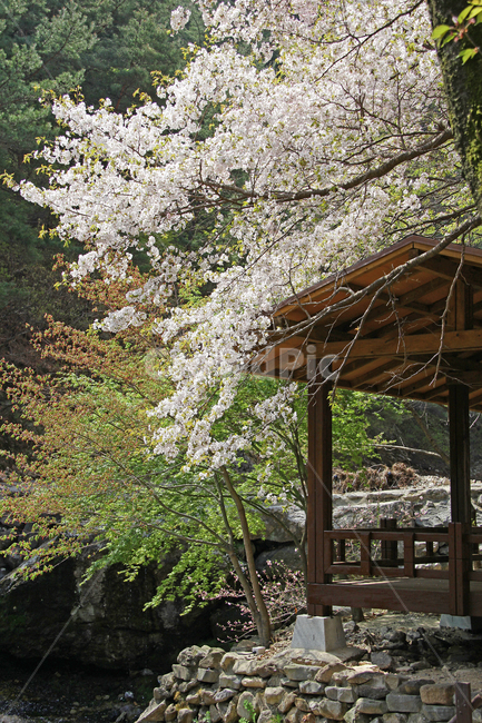 자연,봄,꽃,식물,쉼,봄,계절,spring,season,자연,풍경,nature,landscape
