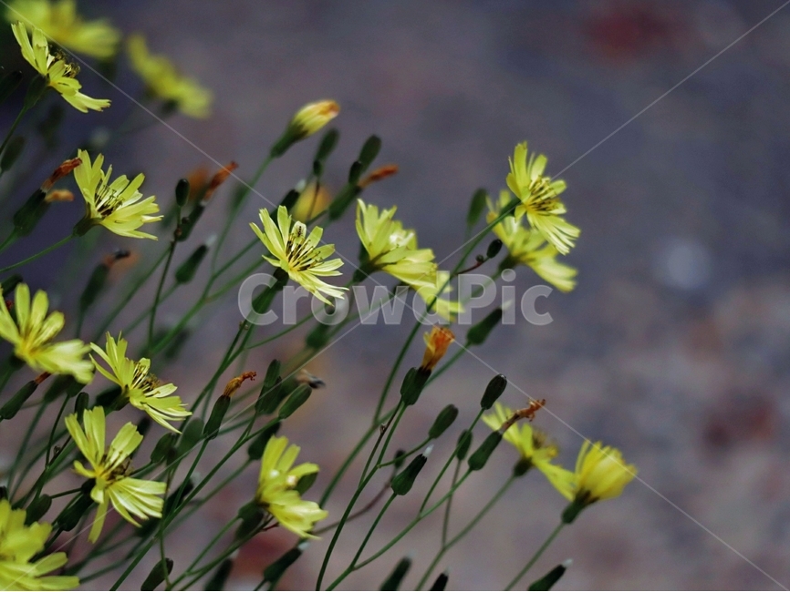 씀바귀,노랑,꽃잎,줄기,여름,식물,자연,plants,nature,꽃,flower