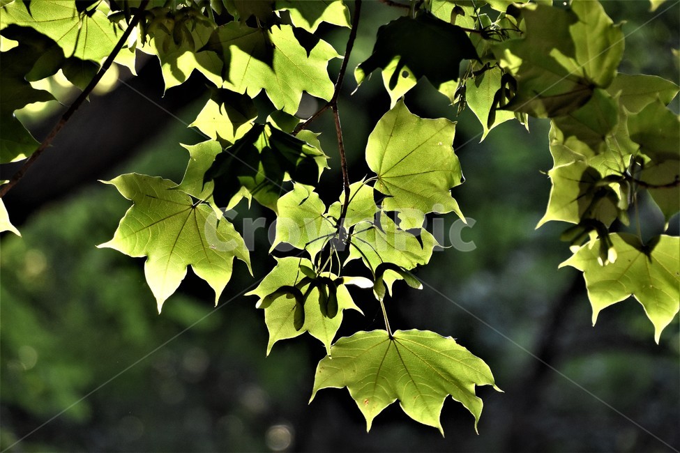 나뭇잎,가을,자연,저녁,역광,식물,자연,plants,nature