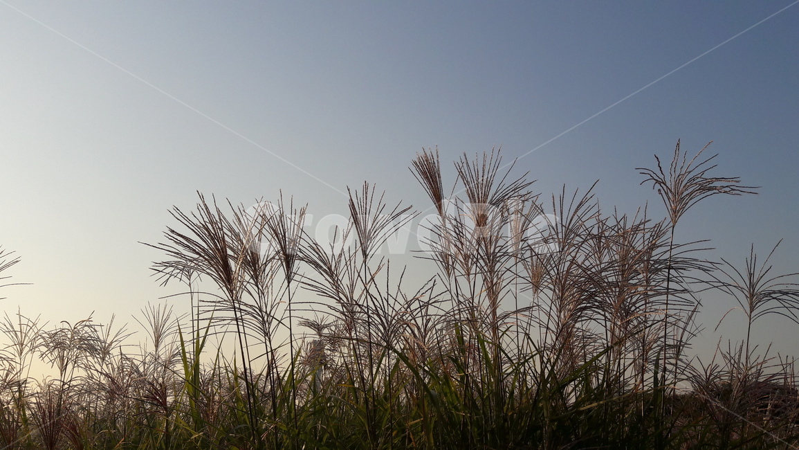 가을,갈대,하늘,붉은,저녁놀,가을,계절,fall,autumn,season,자연,풍경,nature,landscape,grass,잔디,plant,식물,lawn,reed