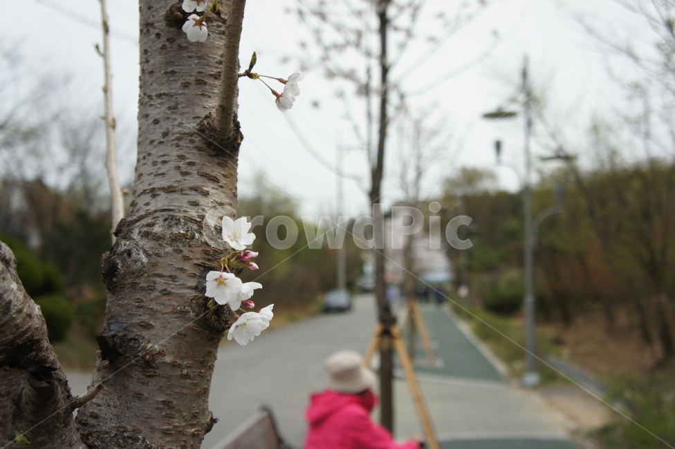 나무,tree,식물,plant,벚꽃,식물,자연,plants,nature,꽃,flower,나무,trees,wood